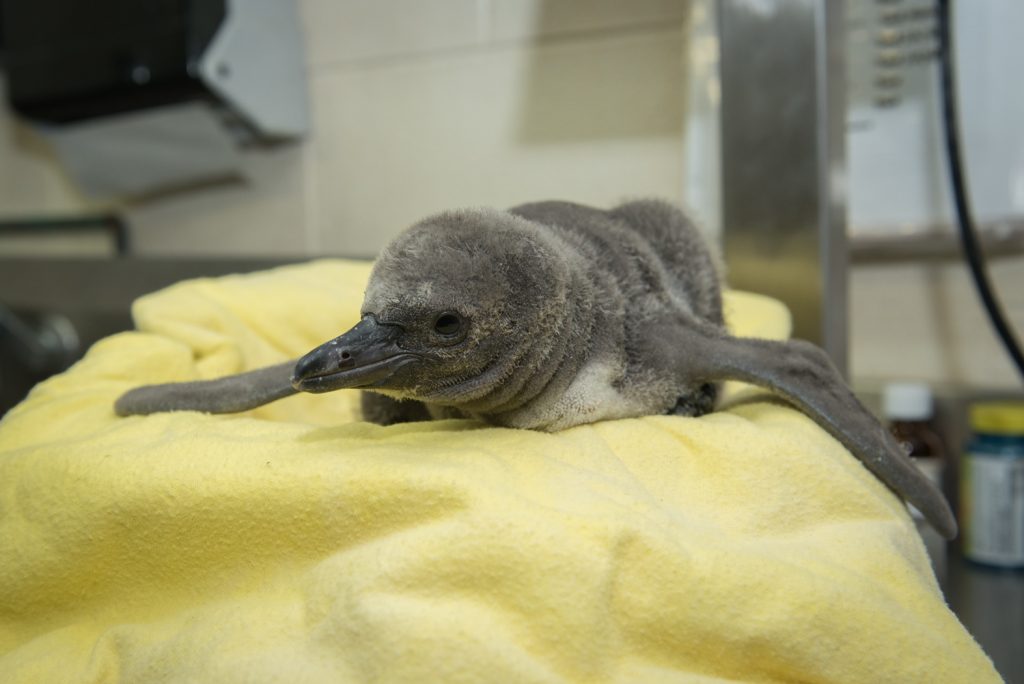 Penguin (Chick #1)