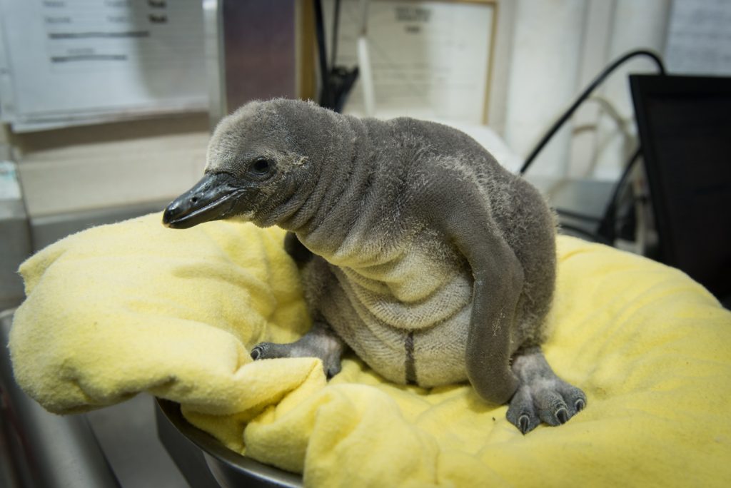 Penguin (Chick #2)