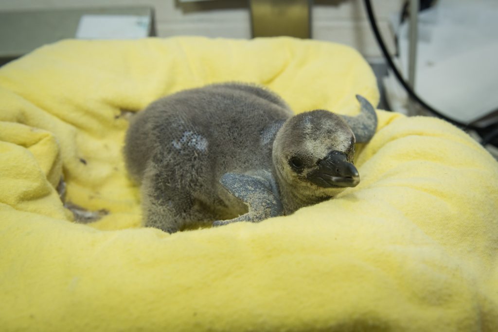 Penguin (Chick #3)