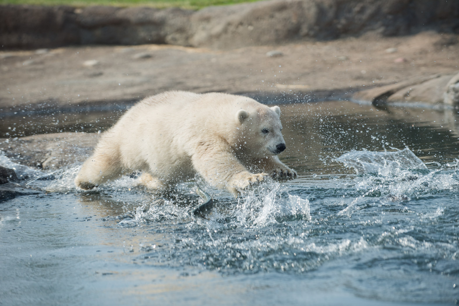 Polar Bear,Nora, Photo by Grahm S. Jones