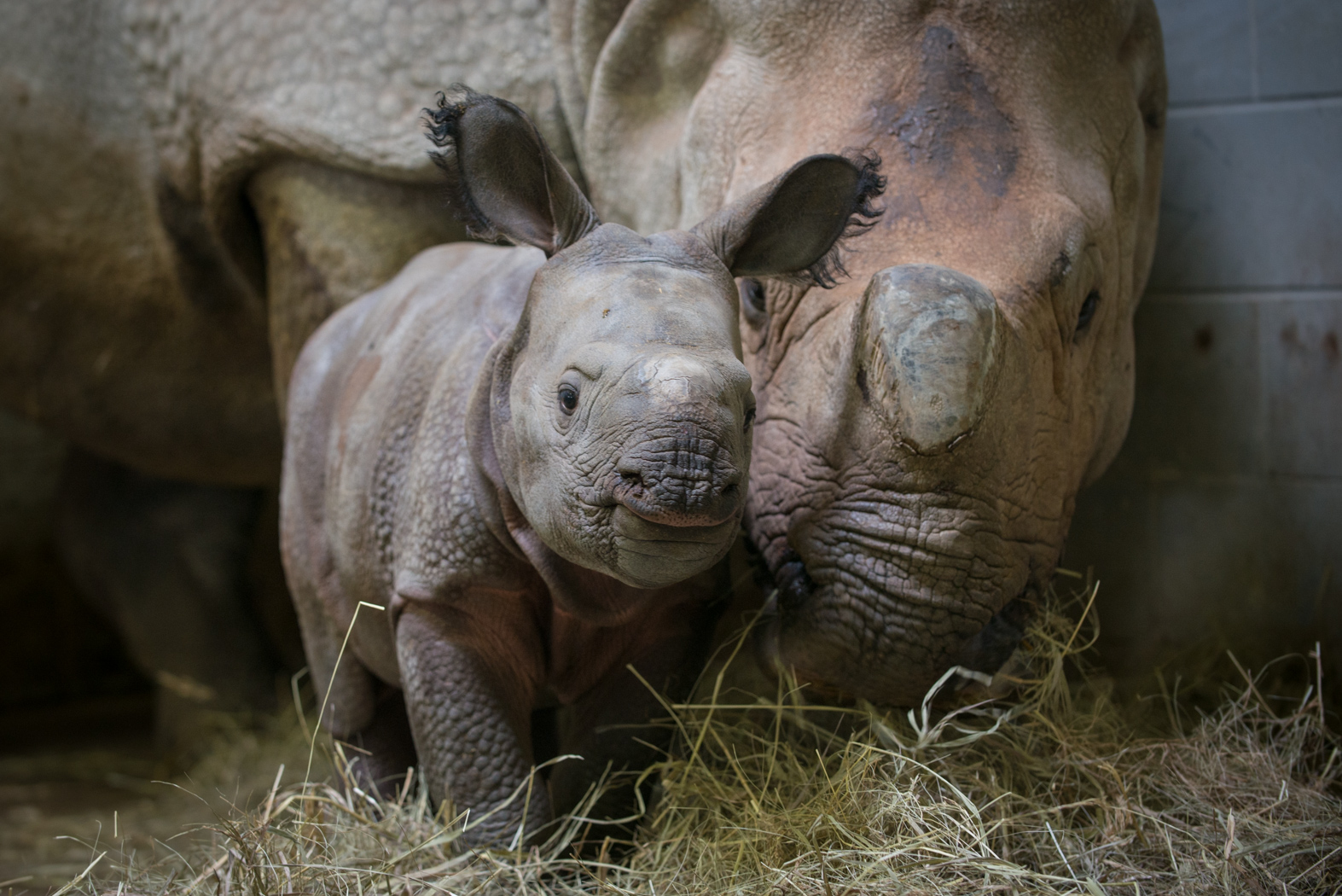 Rhino (Greater One-Horned) Calf