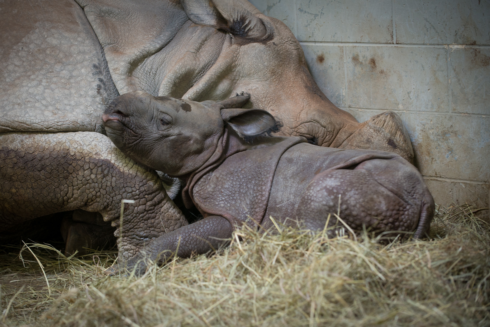 Rhino (Greater One-Horned) Calf