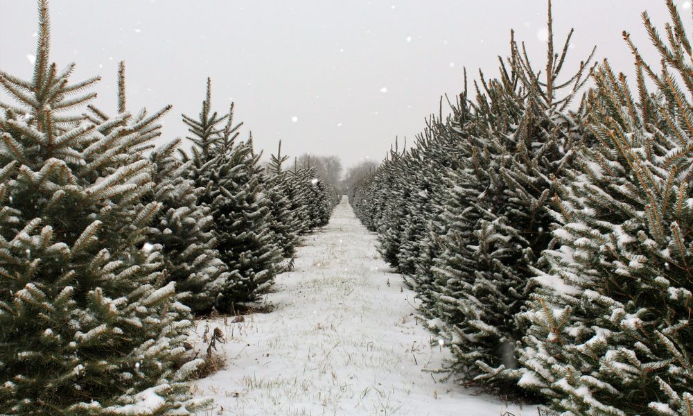 6 local places to find a Clark Griswold-approved Christmas Tree - 614NOW