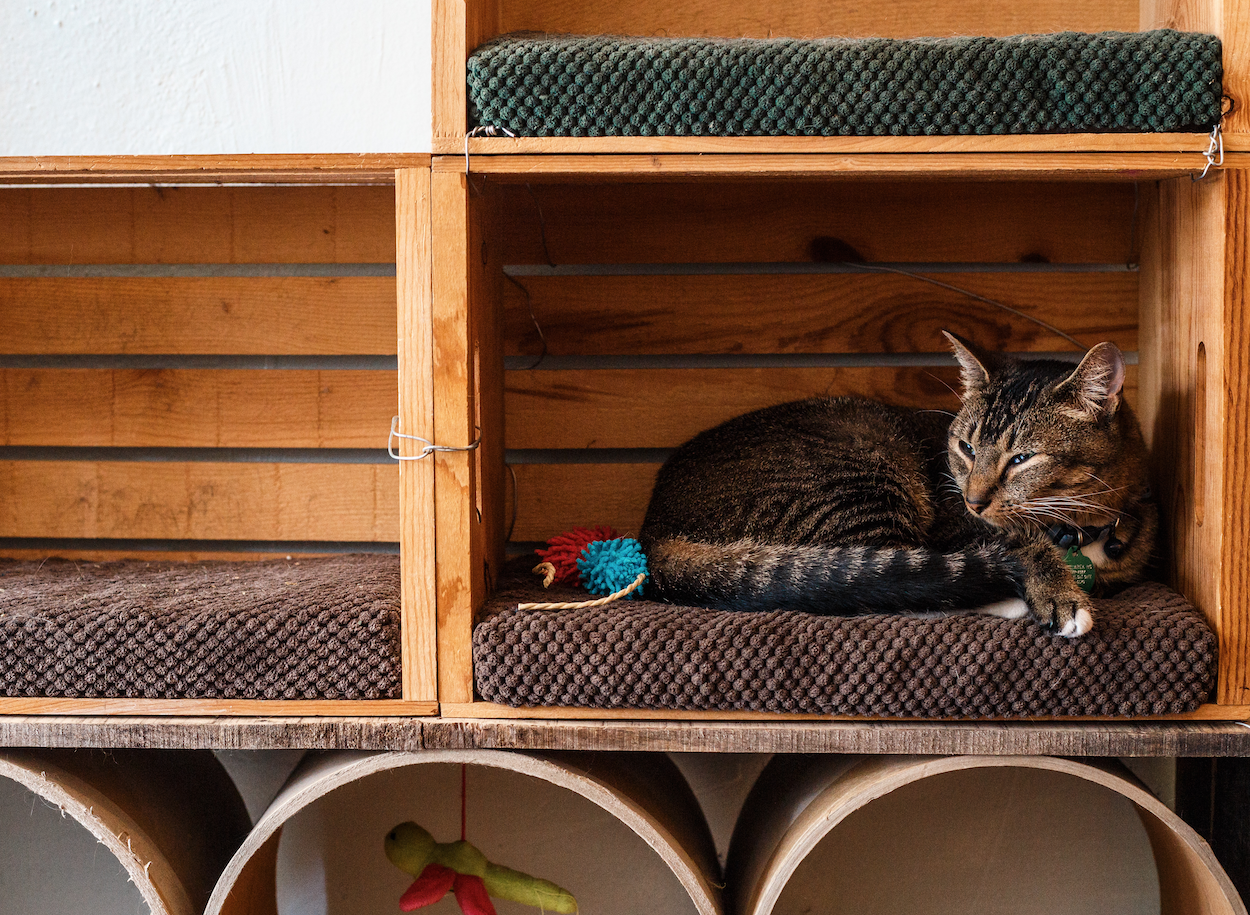 Eat, Purr, Love cat cafe provides the purr-fect break from ...