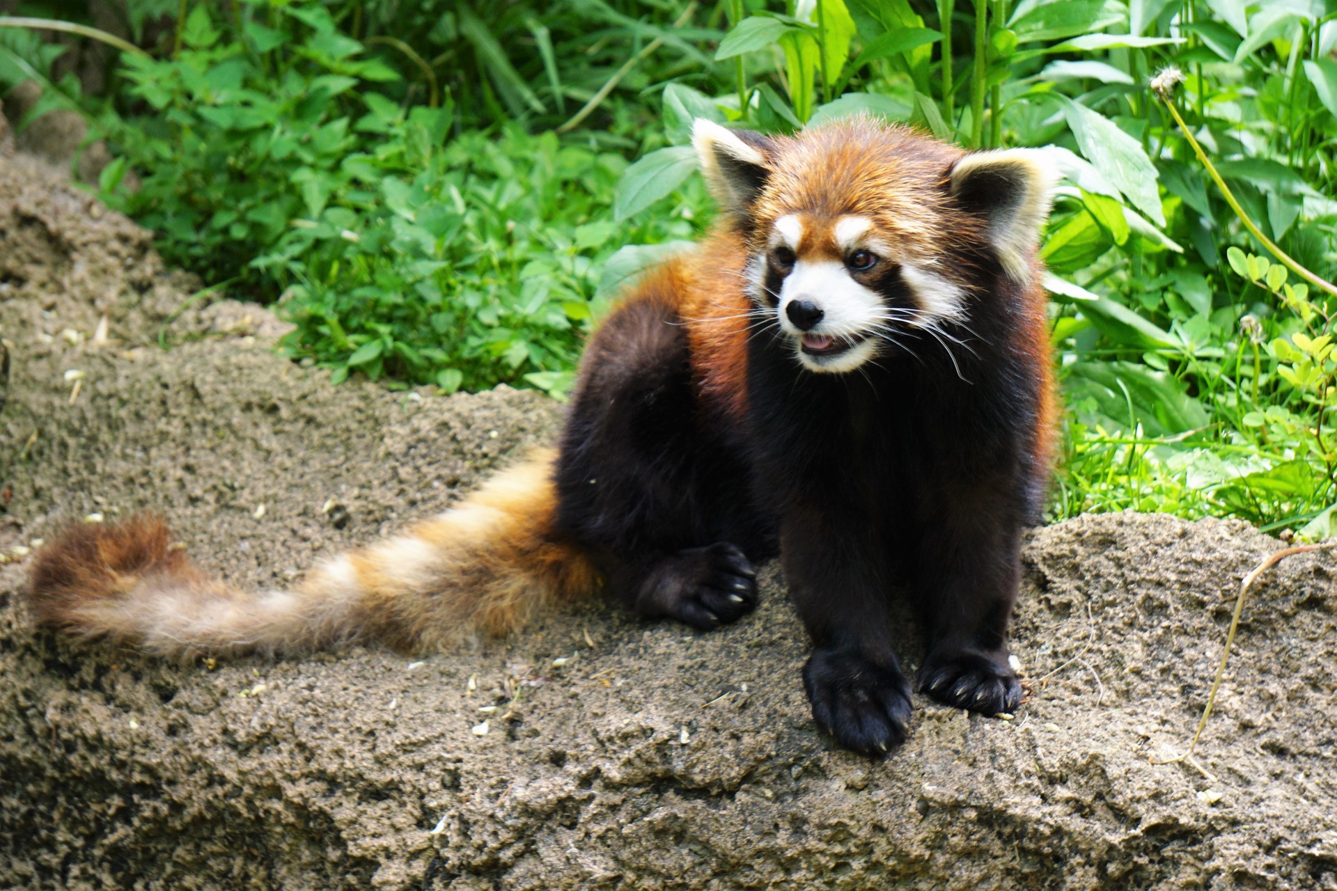 Columbus Zoo red panda missing – 614NOW