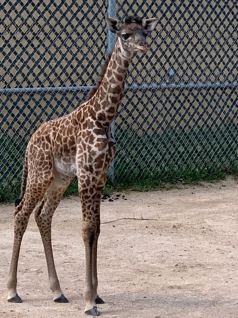columbus zoo giraffe