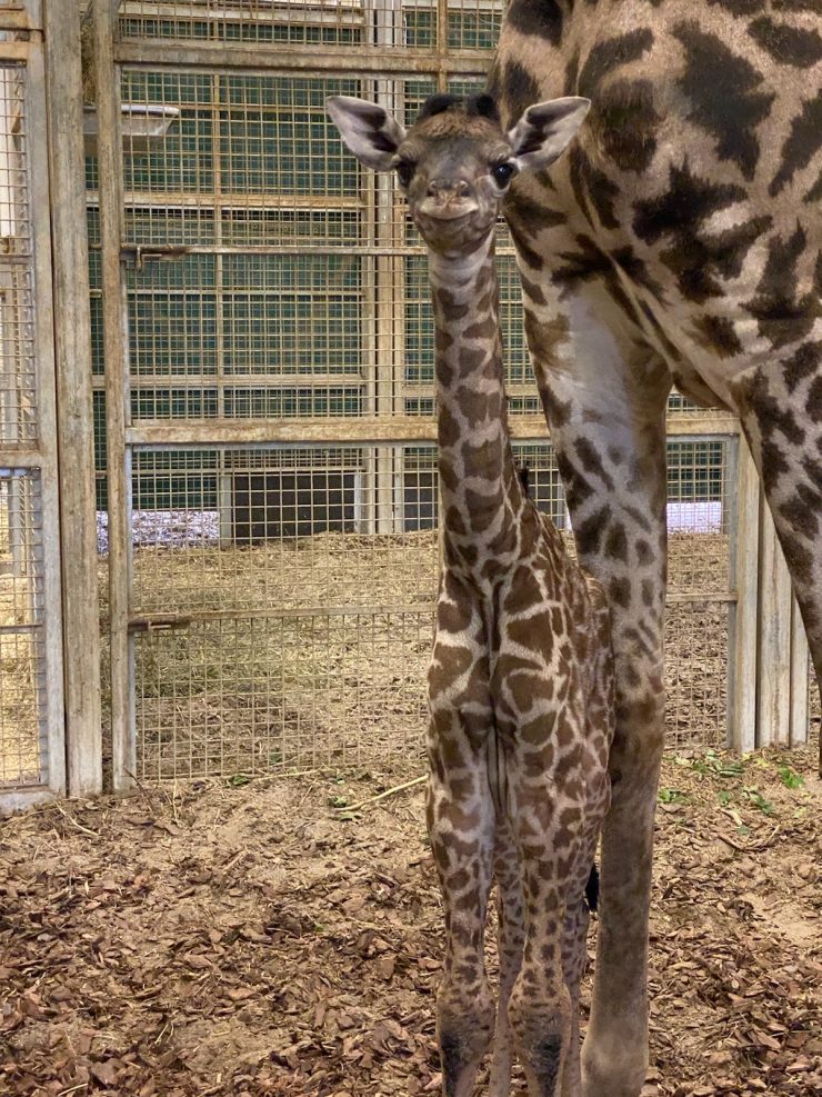 Three is a magic number: Columbus Zoo welcomes another baby giraffe