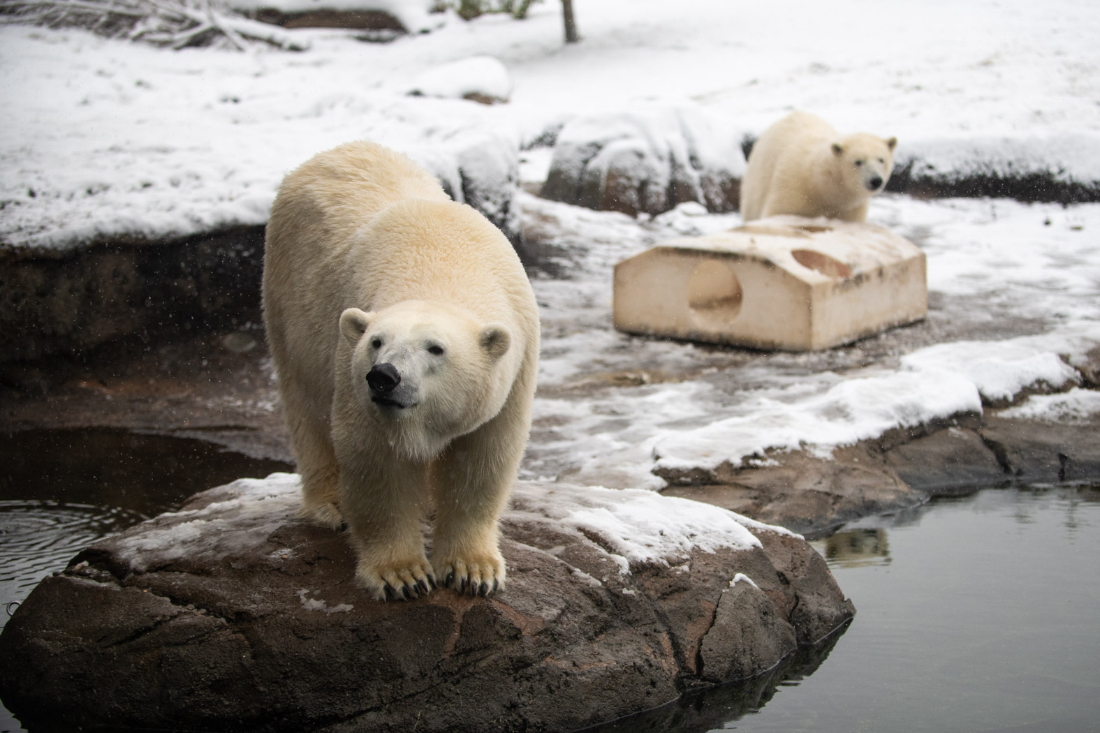 No Hibernating Here: 10 animals you can find out and about at the Columbus  Zoo in wintertime – 614NOW