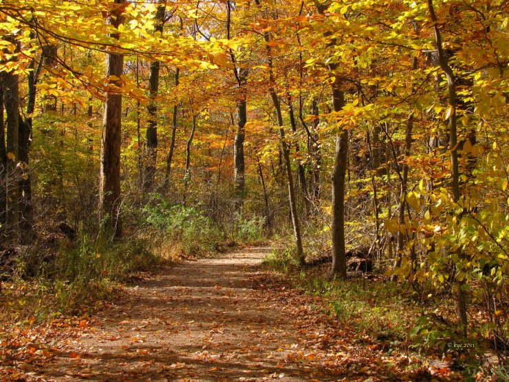 Here’s when a 30 foot-tall canopy walk will open at Columbus-area Metro ...