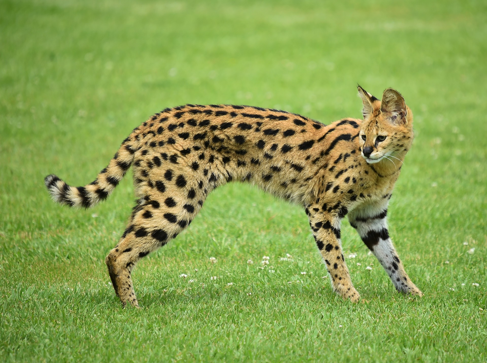 Cocaine Cat: Exotic feline discovered in Ohio tree tests positive for ...